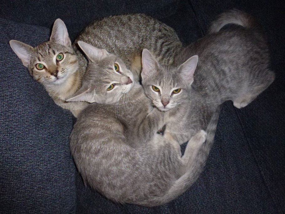 Angel, Buffy and Willow in a pile on the couch