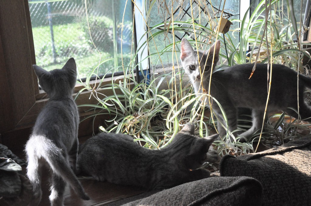 All three exploring the house on adoption day