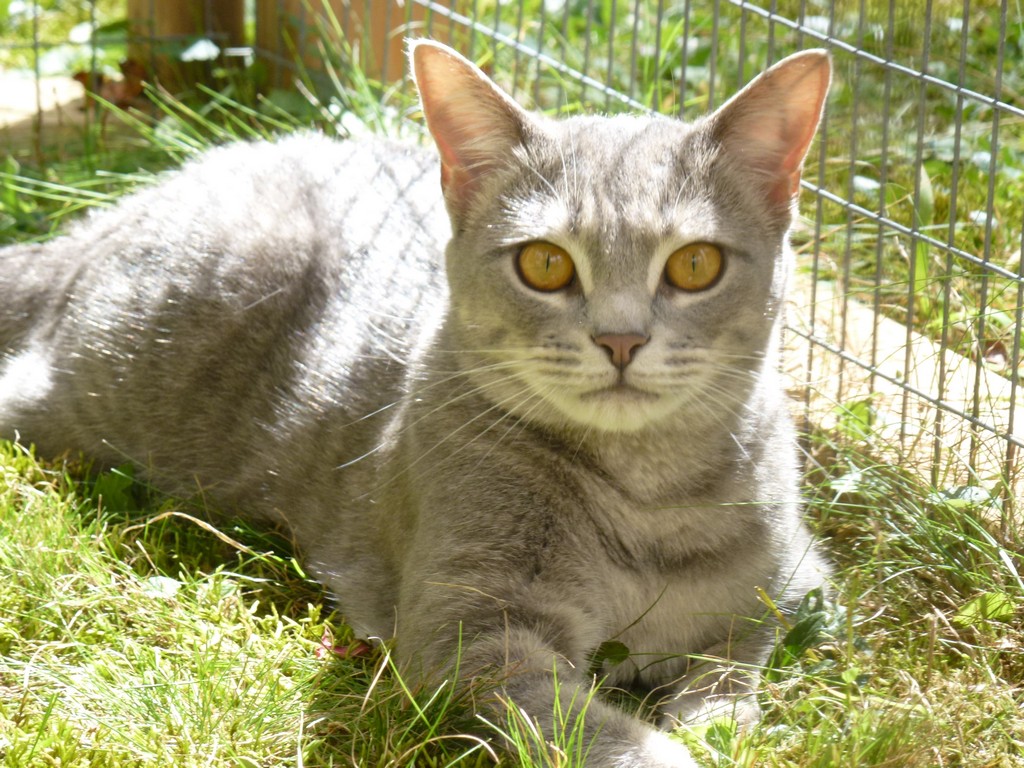 Willow resting in some grass