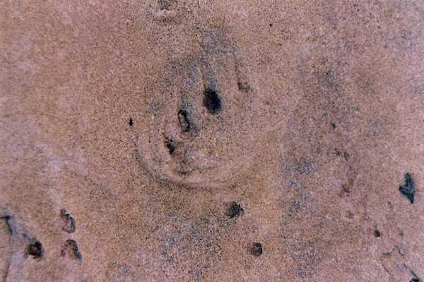 tracks fossils