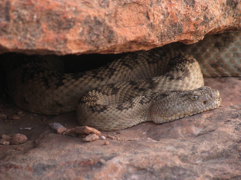 Western diamondback rattlesnake - The Esplanade, Grand ...